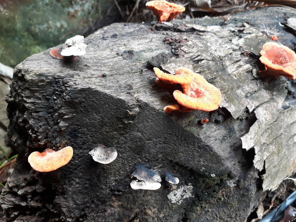 Remanso Da Ilha Panzió Morro de São Paulo Kültér fotó